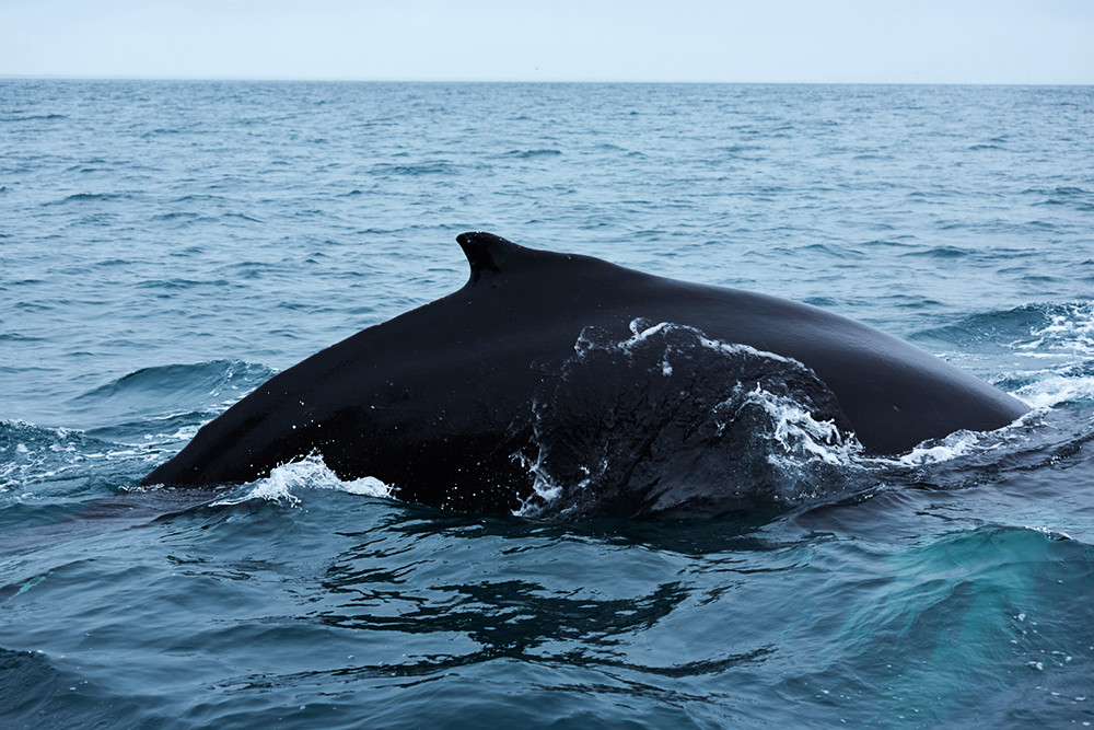Husavik, Whale Watching, Island, Iceland, Lohnt es sich, ist es sinnvoll, Route für den Island Roadtrip, Ausflug, Tagesausflug, iceland, Miles and Shores, Reiseblog, Humpback Whale, Buckelwal